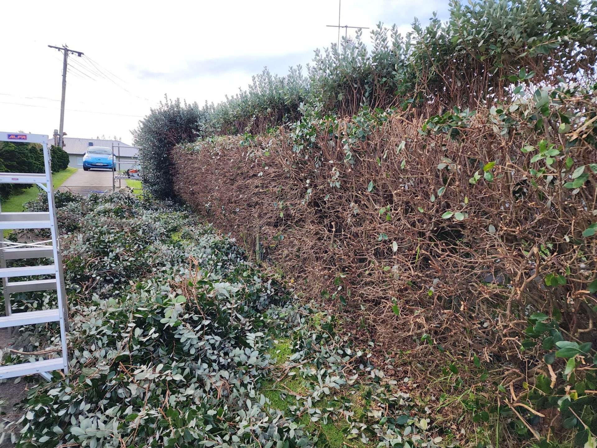 hedge being trimmed with a ledder to the left
