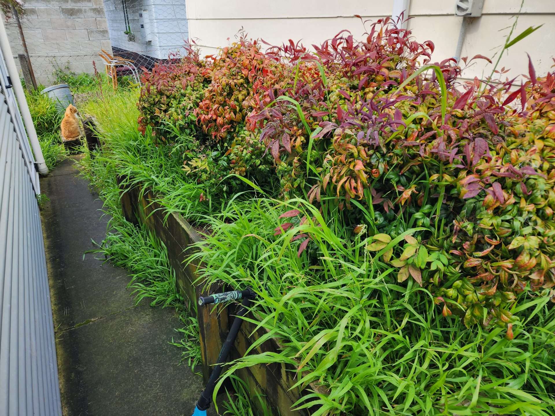 overgrown garden - before