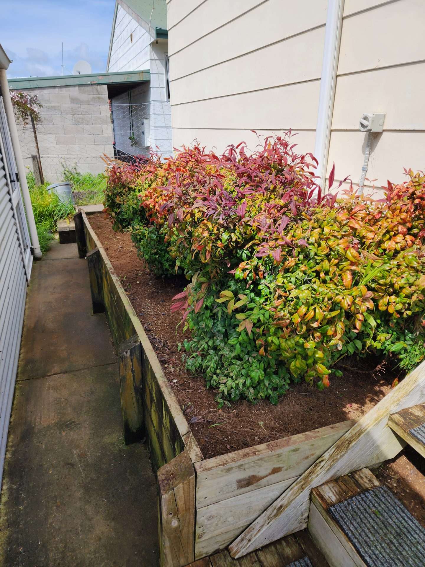 overgrown garden - after